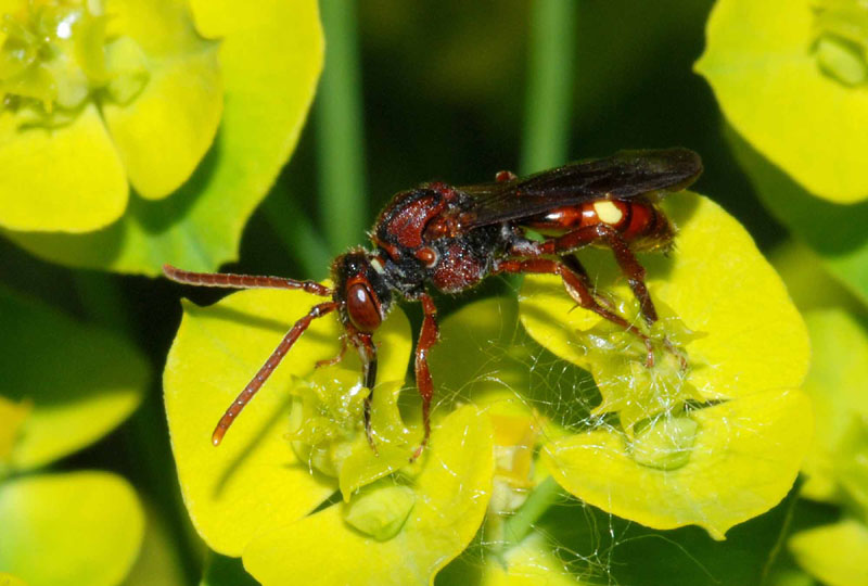 Ape rossa: Nomada sp. (Apidae )